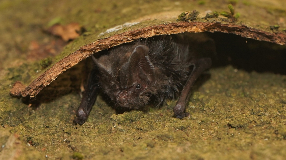 Mopsfledermaus 